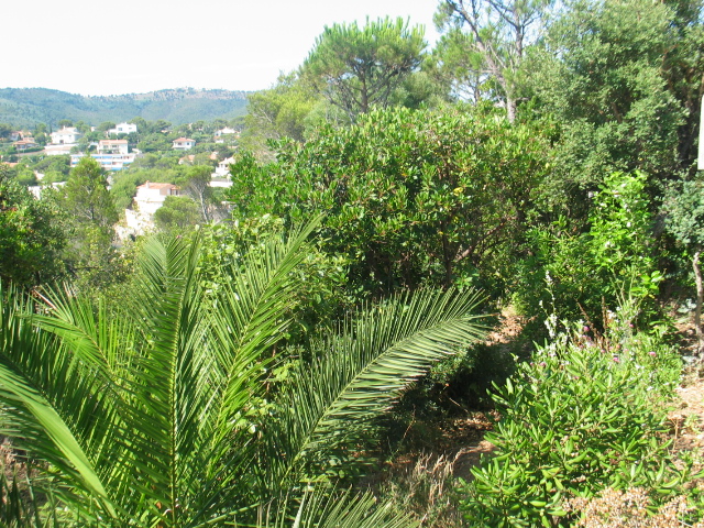 The palm-tree in the south-side of the garden